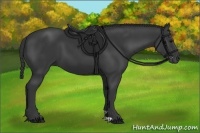 Horse Color:Black 
