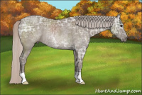 Horse Color:Silver Grullo Ice Rabicano