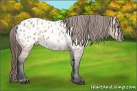 Horse Color:Bay Dun Appaloosa 