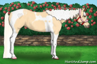 Horse Color:Palomino Tobiano 