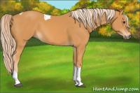 Horse Color:Palomino Tobiano 