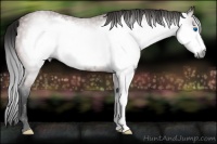 Horse Color:Gray Bay Frame 