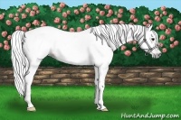 Horse Color:Gray Bay 