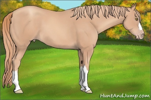 Horse Color: Gold Champagne 