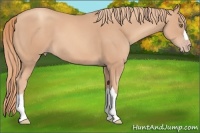 Horse Color:Gold Champagne 