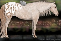 Horse Color:Chestnut Ice Appaloosa