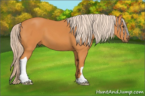 Horse Color: Chocolate Palomino 
