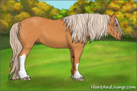 Horse Color:Chocolate Palomino 