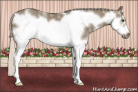 Horse Color:White Spotted Silver Smoky Grullo Sabino Frame 