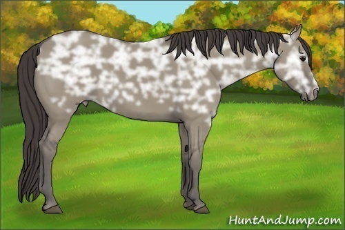 Horse Color:Smoky Grullo Ice 