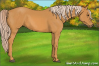 Horse Color:Palomino 
