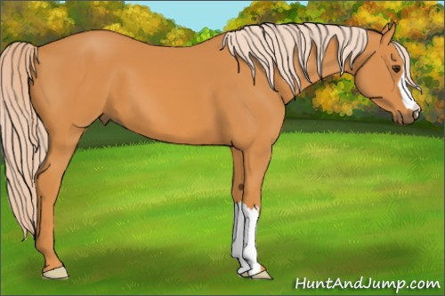 Horse Color: Palomino 