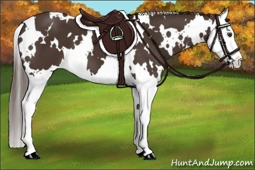 Horse Color:White Spotted Liver Chestnut Splash 