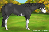 Horse Color:Black Sabino 