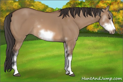 Horse Color: Unknown 