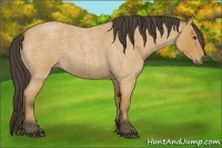 Horse Color:Buckskin Roan 