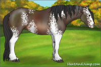 Horse Color:White Spotted Bay 