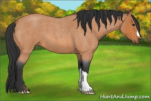 Horse Color:Unknown 