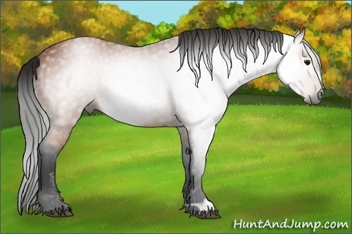 Horse Color:Unknown 
