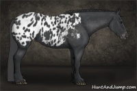 Horse Color:Black Appaloosa 