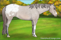 Horse Color:Bay Dun Snowcap 