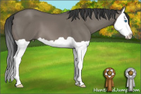 Horse Color:Grullo Splash 