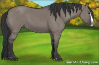 Horse Color:Grullo Splash 