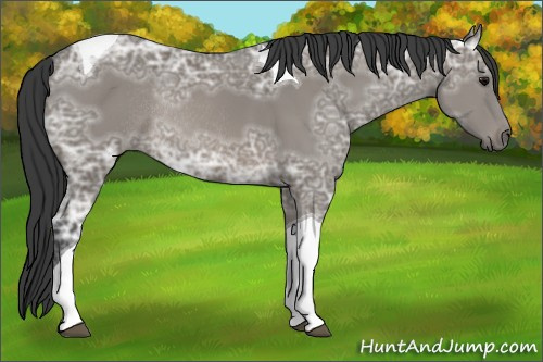 Horse Color: Unknown 