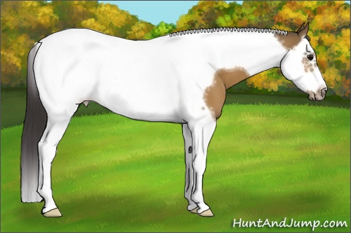 Horse Color: Buckskin Splash Tobiano Frame 