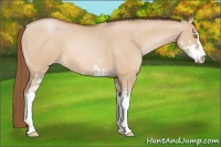 Horse Color:Bay Pearl Dun Sabino 