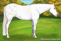 Horse Color:Palomino Dun Sabino Blanket 