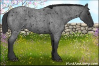 Horse Color:Blue Roan 