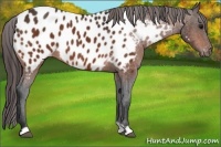 Horse Color:Bay Appaloosa 