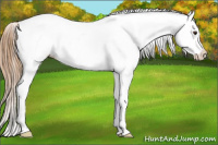 Horse Color:Chestnut Splash Varnish 