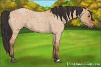 Horse Color:Unknown 