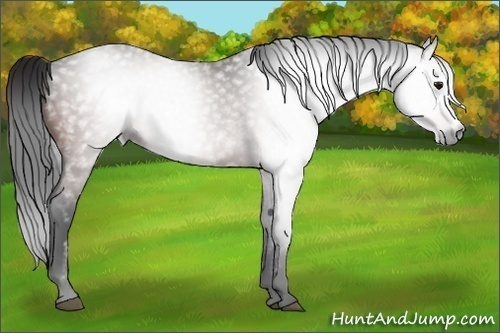 Horse Color:Gray Brown Frame 