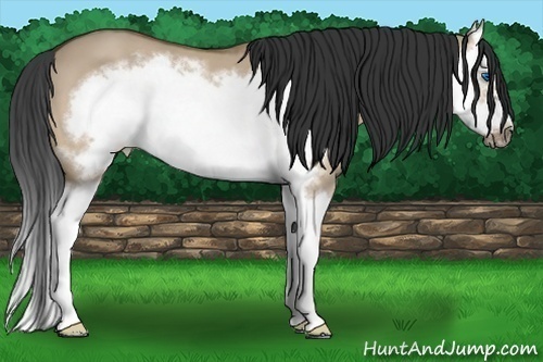 Horse Color:Bay Dun Sabino Splash Frame 