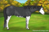 Horse Color:Blue Roan Splash 