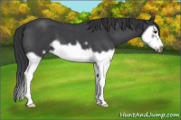 Horse Color:Blue Roan Splash Frame 