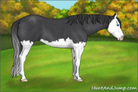 Horse Color:Blue Roan Splash 
