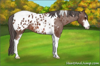 Horse Color:Bay Sabino Tobiano Appaloosa