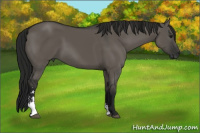 Horse Color:Gray Smoky Grullo Sabino