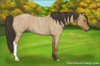 Horse Color:Buckskin Roan 