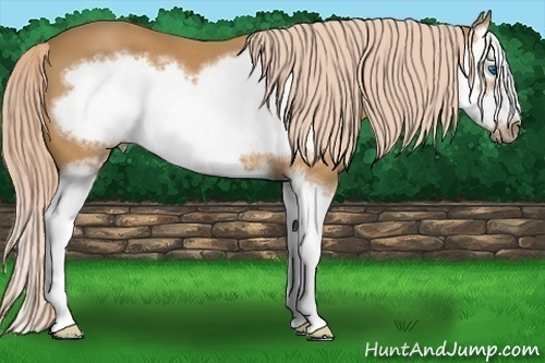 Horse Color:Palomino Splash Frame 