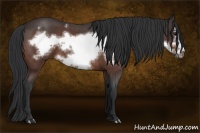 Horse Color:Bay Roan Frame 