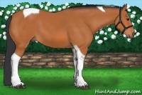 Horse Color:Bay Tobiano 