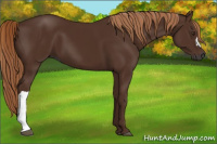 Horse Color:Gray Liver Chestnut 
