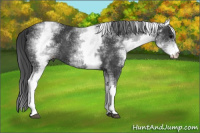 Horse Color:White Spotted Black 