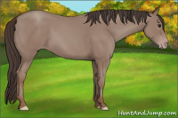 Horse Color:Classic Champagne 