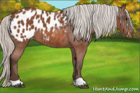Horse Color:Silver Bay Appaloosa 